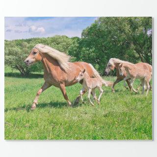 Haflinger Horses with Cute Foals Run Funny Photo *