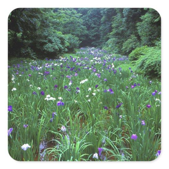 Hana Shobu (Japanese Water Iris), Meiji Shrine, Square Sticker