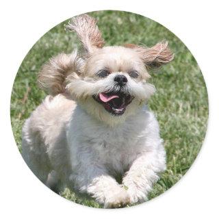 Happy running Shih Tzu Classic Round Sticker