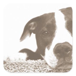 hate the deed not the breed friendly pitbull sepia square sticker