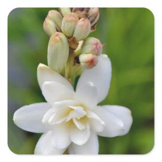 Hawaiian Tuberose Square Sticker