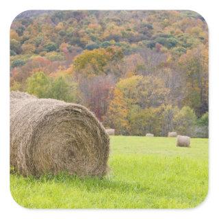Hay bales and fall foliage on farm, square sticker