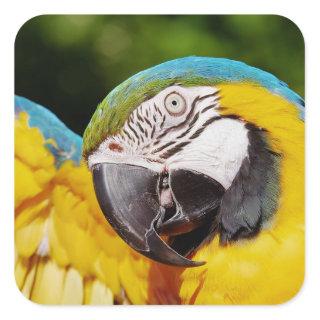Head of a Blue and Yellow Macaw  Square Sticker