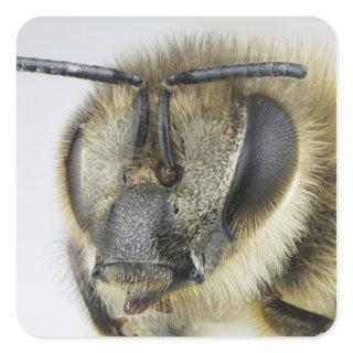 Head of honeybee square sticker