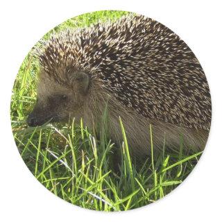 Hedgehog Stickers