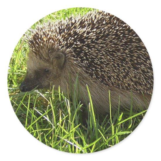 Hedgehog Stickers