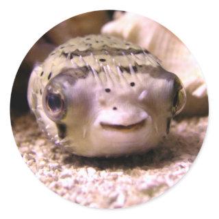 Helaine's Blowfish Pufferfish Classic Round Sticker