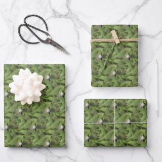 Hens And Chicks Succulents Nature Pattern   Sheets