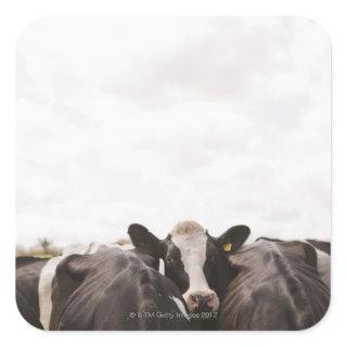 Herd of cattle and overcast sky 2 square sticker