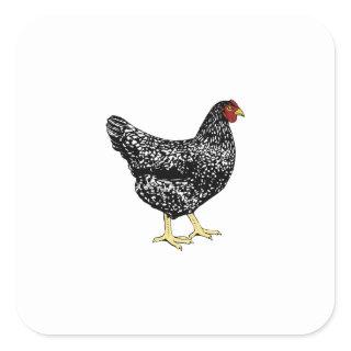 Heritage Breed Laying Hen - Barred Plymouth Rock Square Sticker