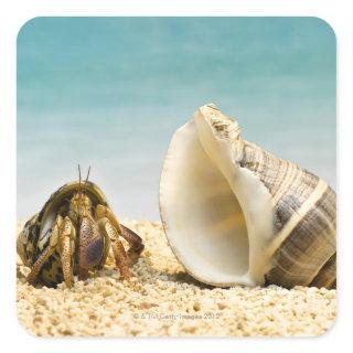 Hermit crab looking at larger shell square sticker