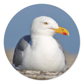 Herring gull lying on wall classic round sticker