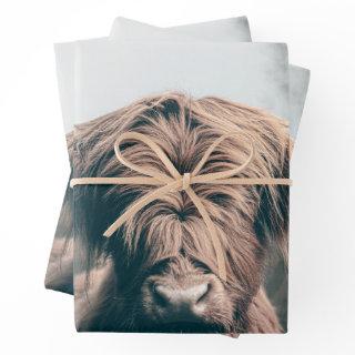 Highland cow portrait  sheets