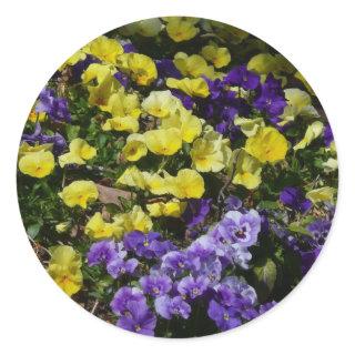 Hillside of Purple and Yellow Pansies Classic Round Sticker