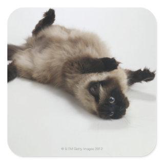 Himalayan Cat Lying on his Back Square Sticker