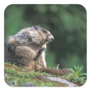 hoary marmot, Marmota caligata, scratches Square Sticker