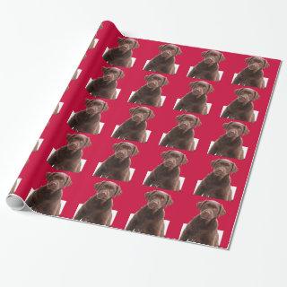 Holiday Red Background Chocolate Lab Dog Puppy Pet