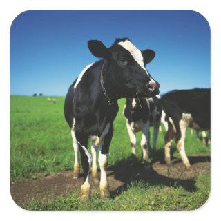 Holstein cows in a field square sticker