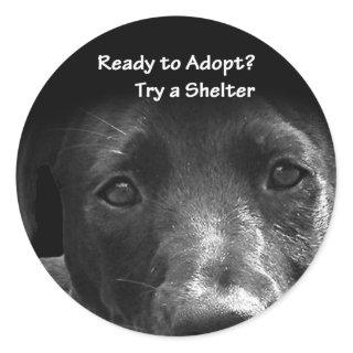 homeless pet adoption stickers dog