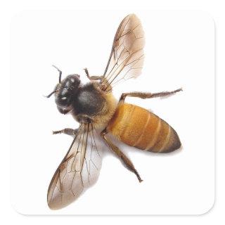 Honey Bee, bumblebee, cute bee Square Sticker