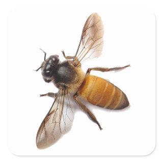 Honey Bee Square Sticker