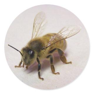 Honey Bee Sticker