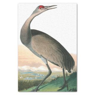 Hooping Crane by John James Audubon Tissue Paper