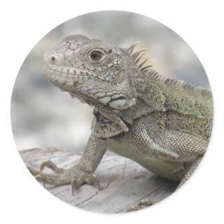 Horned Iguana Sicker Classic Round Sticker