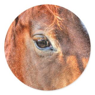 Horse-lover's Equine Photo on a BC Ranch Classic Round Sticker