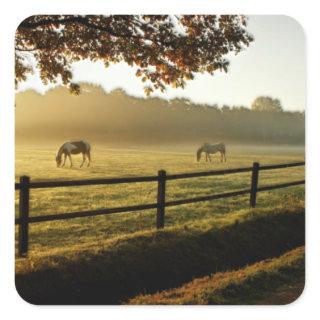 Horses Grazing in Sunrise Pasture Square Sticker