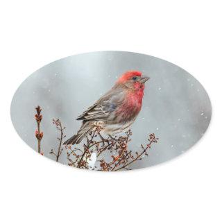 House Finch in Snow - Original Photograph Oval Sticker