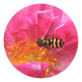 Hoverfly and Rosa Mundi Classic Round Sticker