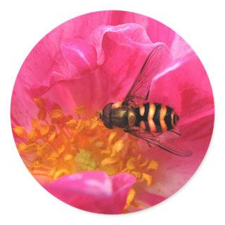 Hoverfly and Rosa Mundi Classic Round Sticker