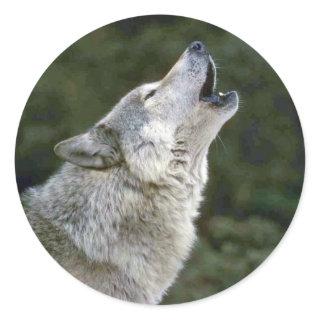 Howling grey wolf beautiful photo portrait, gift classic round sticker