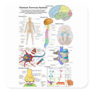 Human Brain and Central Nervous System Diagram Square Sticker