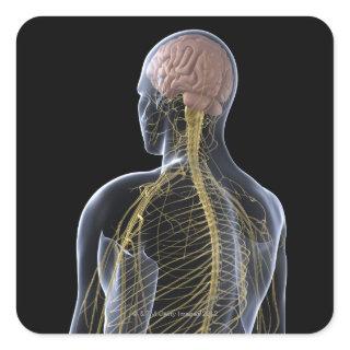 Human Nervous System Square Sticker