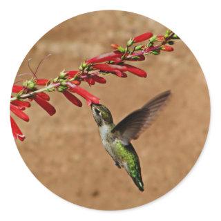 Hummingbird feeding at the garden classic round sticker