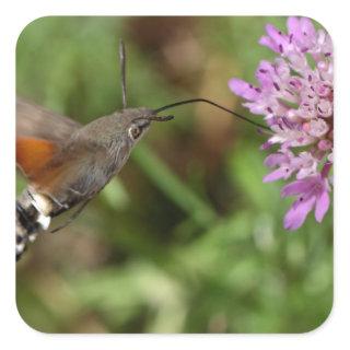 Hummingbird hawk-moth (Macroglossum stellatarum) Square Sticker