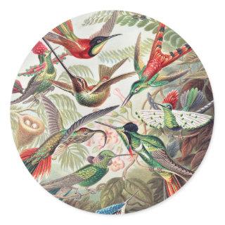 Hummingbird, Trochilidae Kolibris by Ernst Haeckel Classic Round Sticker