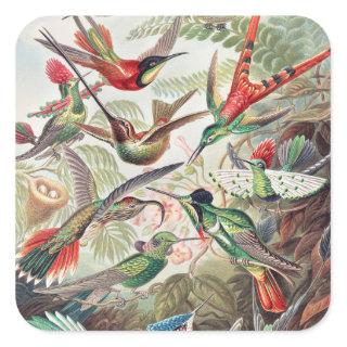 Hummingbird, Trochilidae Kolibris by Ernst Haeckel Square Sticker