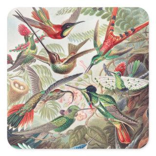 Hummingbird, Trochilidae Kolibris by Ernst Haeckel Square Sticker