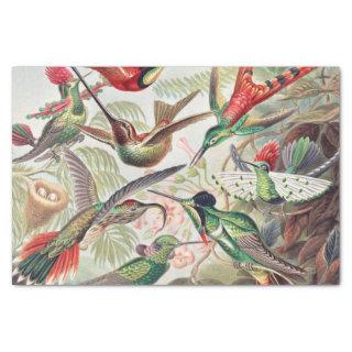 Hummingbird, Trochilidae Kolibris by Ernst Haeckel Tissue Paper