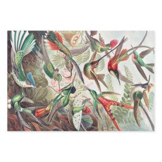 Hummingbird, Trochilidae Kolibris by Ernst Haeckel  Sheets