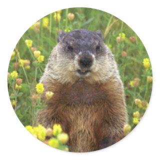 I am Groundhog Sticker