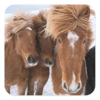 Icelandic Horses nuzzle, Iceland Square Sticker