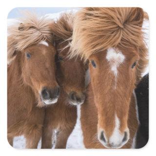 Icelandic Horses nuzzle, Iceland Square Sticker