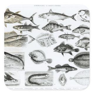 Ichthyology Osseous Fishes Square Sticker