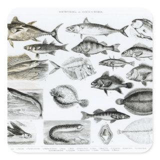 Ichthyology Osseous Fishes Square Sticker