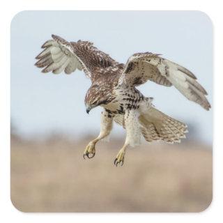 Immature Red Tailed Hawk Hovering Square Sticker