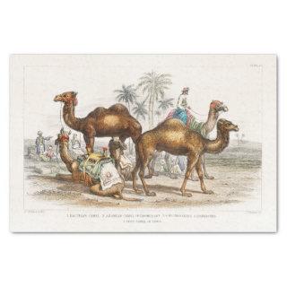 India Camels Vintage Illustration, 1820 Decoupage Tissue Paper